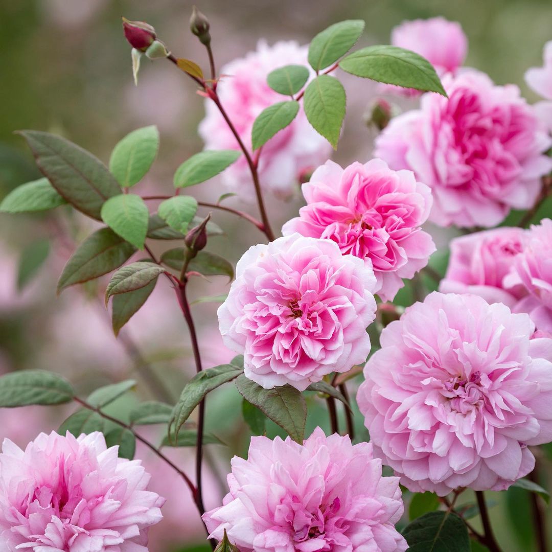 10 Amazing Thornless Climbing Roses SONG OF ROSES