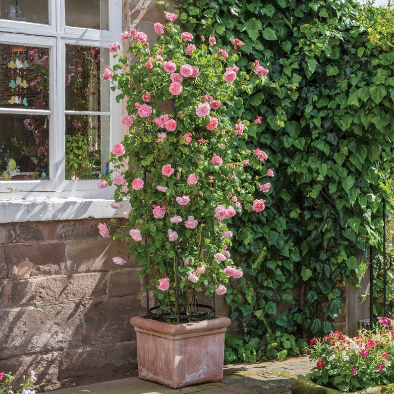 Growing Climbing Roses In Pots SONG OF ROSES