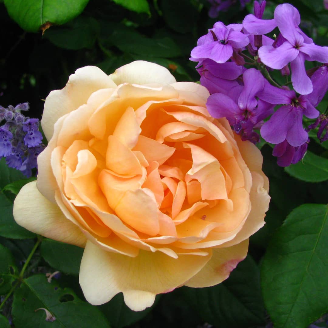 9 Best David Austin Climbing Roses - SONG OF ROSES