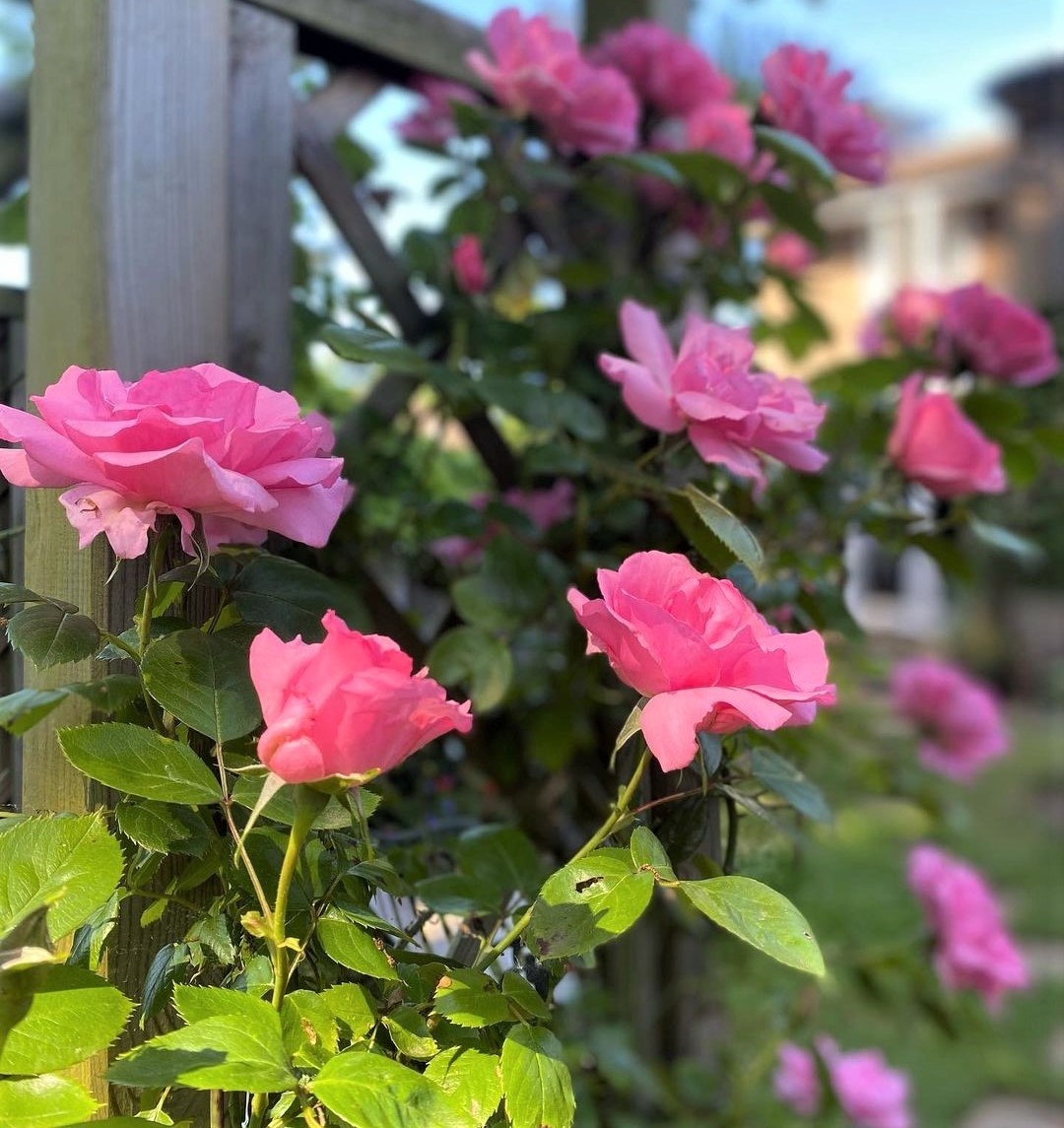 10-medium-sized-climbing-roses-for-your-garden-song-of-roses