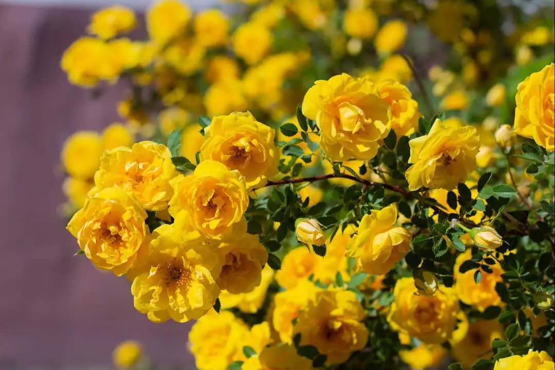 7 Types Of Yellow Rose Bushes SONG OF ROSES