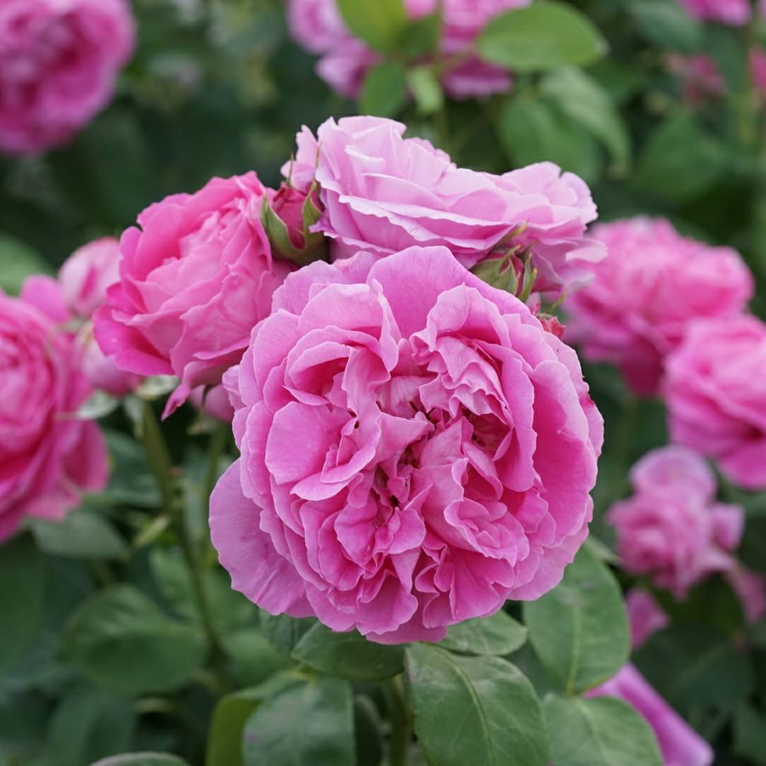 12 Beautiful Pink Roses With Large Flowers - SONG OF ROSES