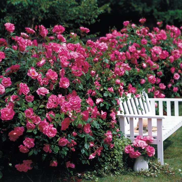 9 Beautiful Pink Rose Bush Varieties - SONG OF ROSES