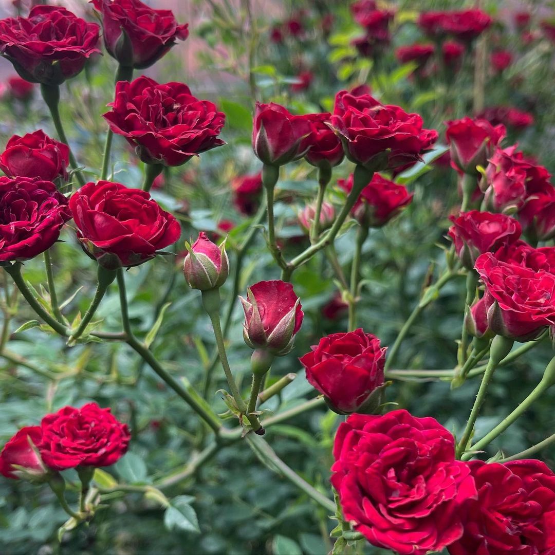 Most Beautiful 10 Dark Red Roses SONG OF ROSES