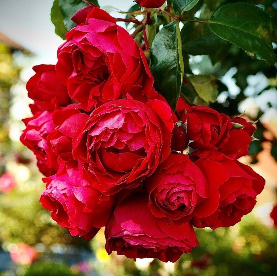 15 Best Red Climbing Roses SONG OF ROSES