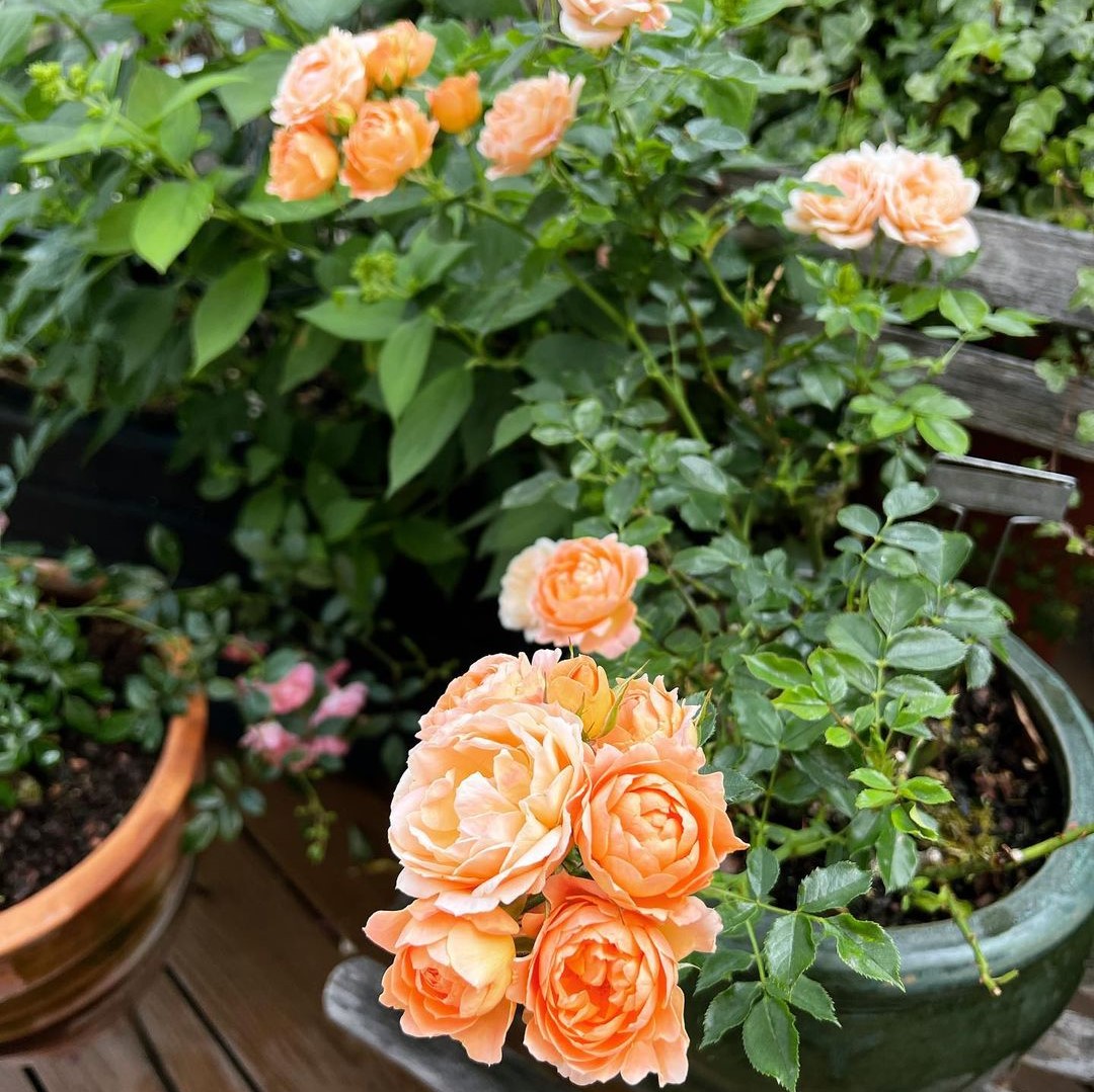 8 Miniature Roses You Can Plant In Pots SONG OF ROSES
