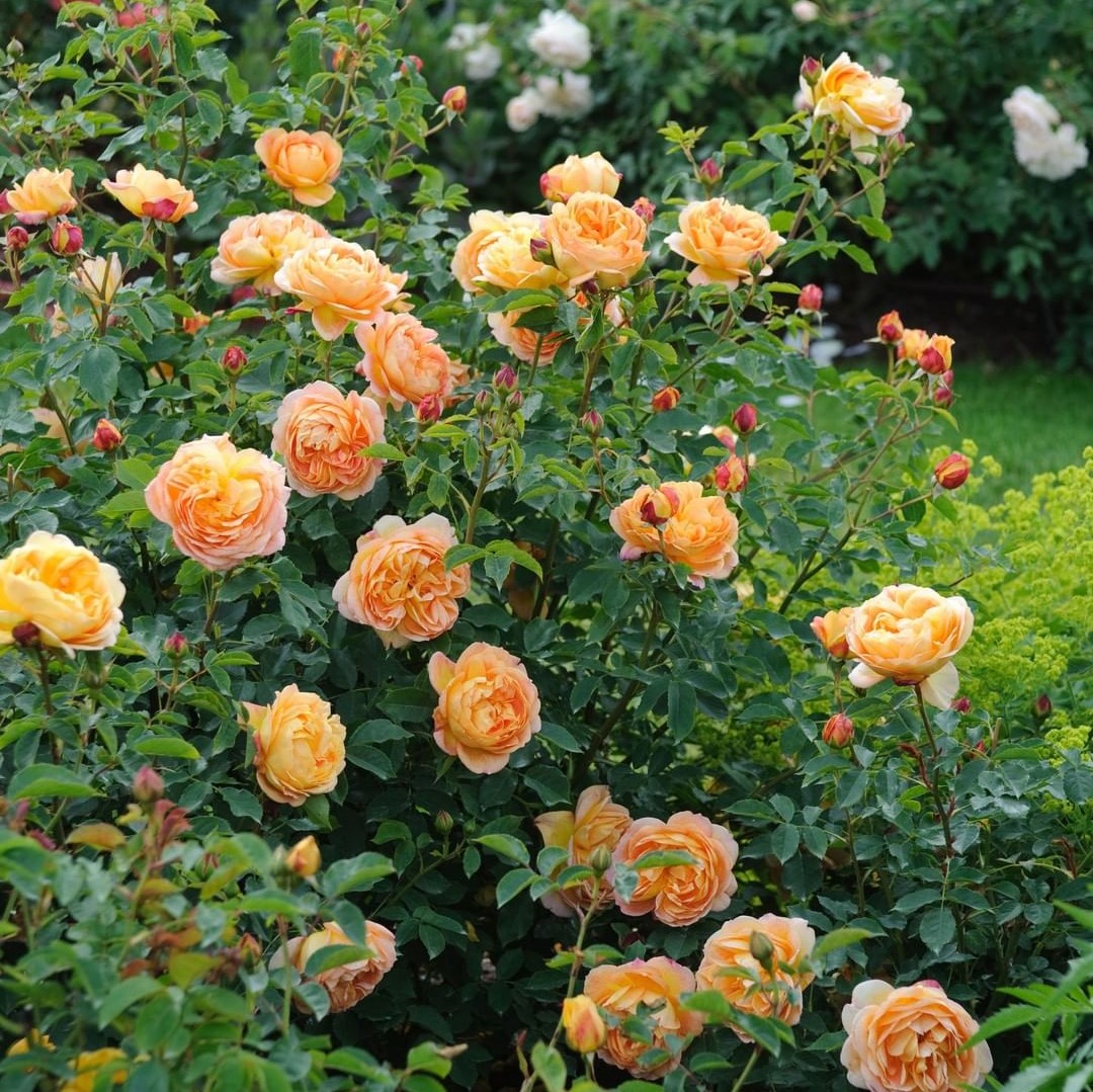 8 Orange Rose Bush Varieties (+Care Tips) - SONG OF ROSES