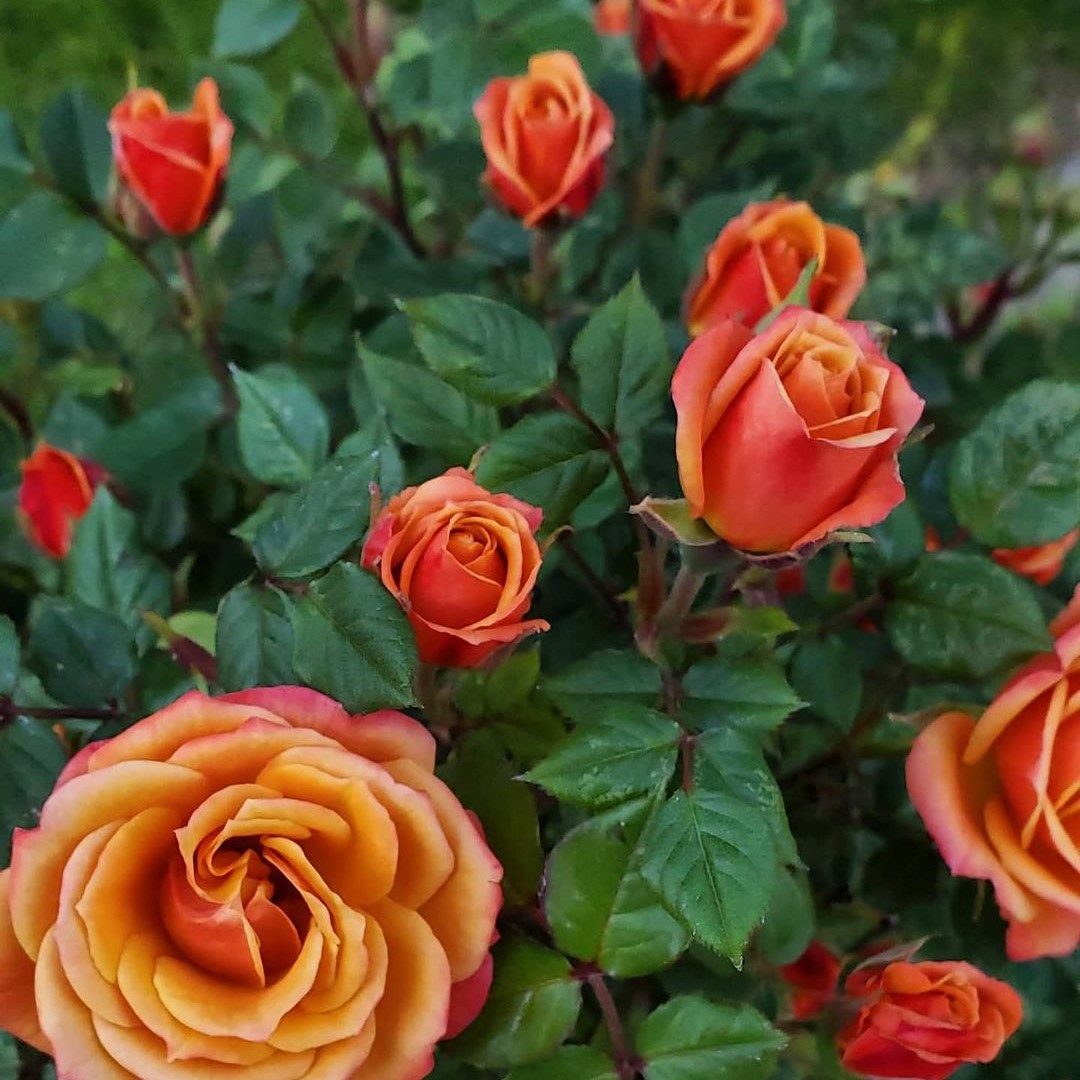 miniature-roses-care-a-quick-guide-song-of-roses