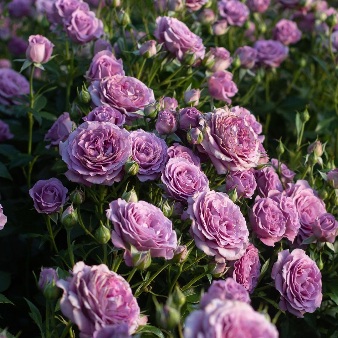 Purple Roses Meaning A Comprehensive Guide SONG OF ROSES