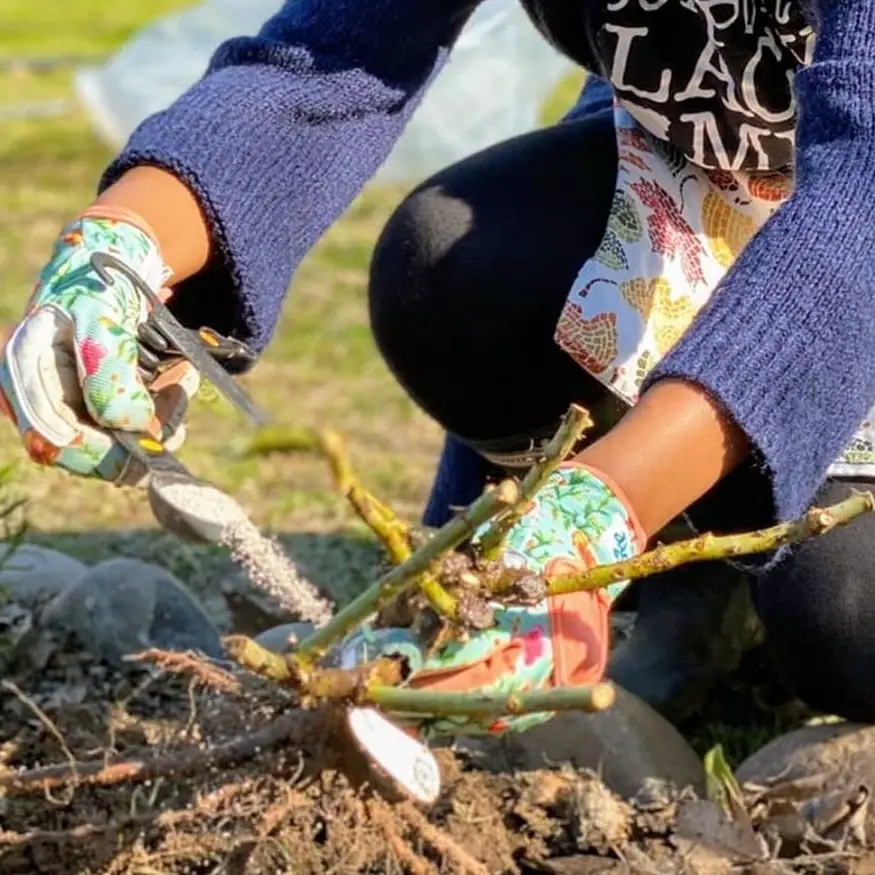 Planting Roses A Step By Step Guide Song Of Roses Planting Roses A Step By Step Guide Song Of Roses