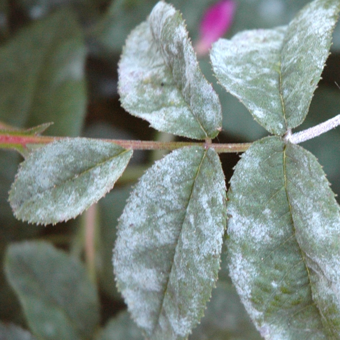 How To Treat Powdery Mildew On Roses (DIY Tips) SONG OF ROSES