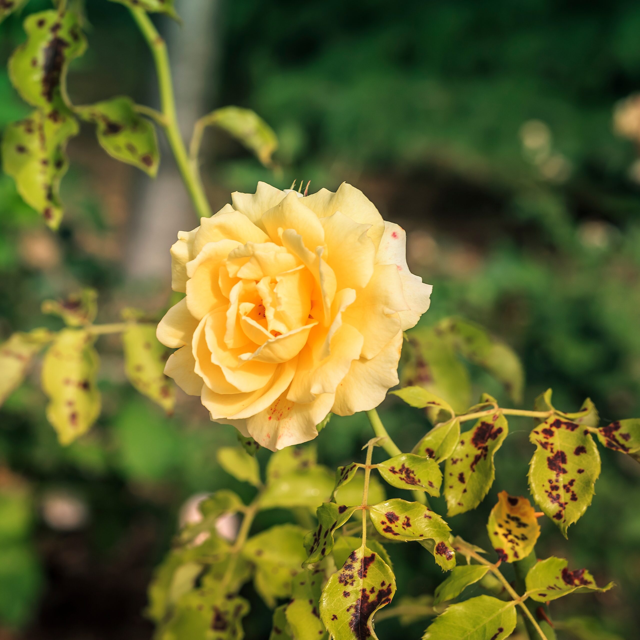 combatting-black-spots-on-rose-leaves-song-of-roses