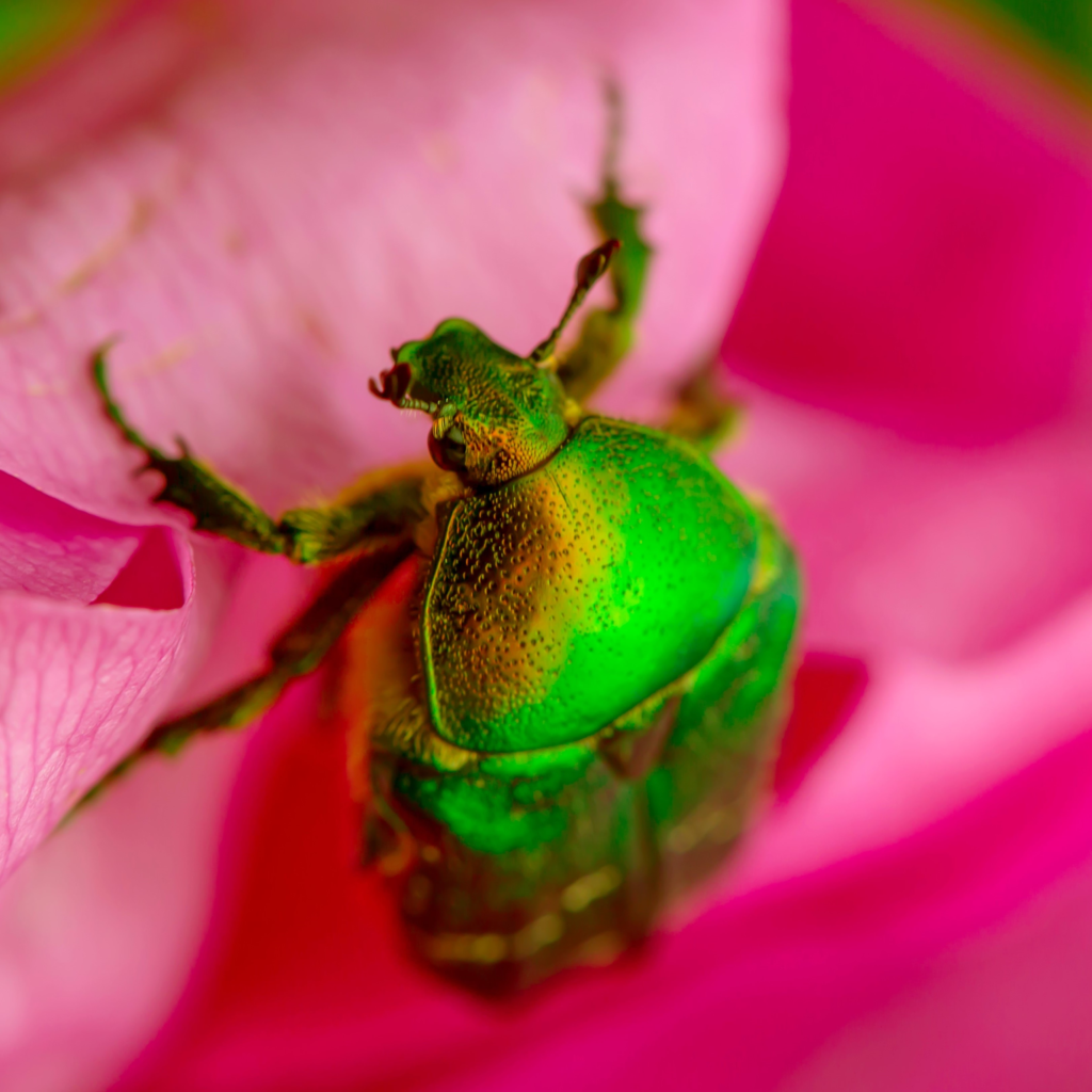 combatting-japanese-beetles-on-roses-song-of-roses