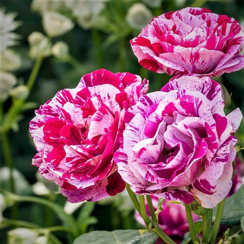 The Best Climbing Roses For Zone 5 Gardens - SONG OF ROSES