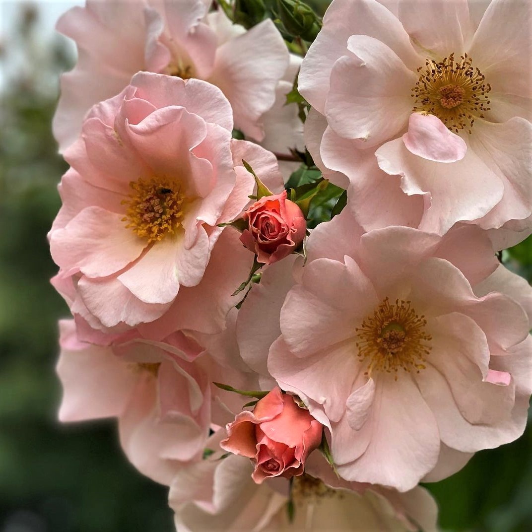13 Vibrant Climbing Roses For Zone 7 Gardens SONG OF ROSES