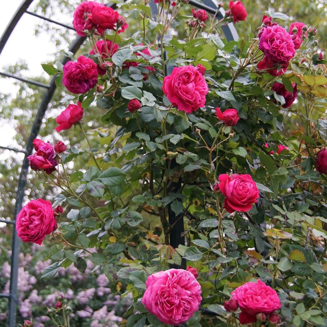 Best English Climbing Roses For Your Garden - Song Of Roses