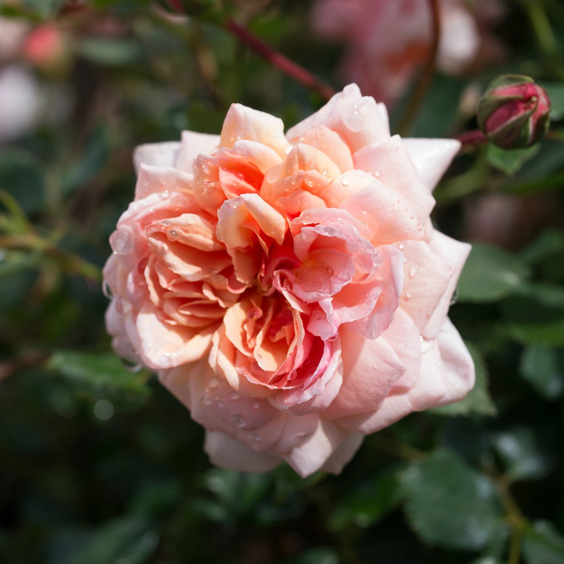 The Beauty Of DiseaseResistant Climbing Roses SONG OF ROSES