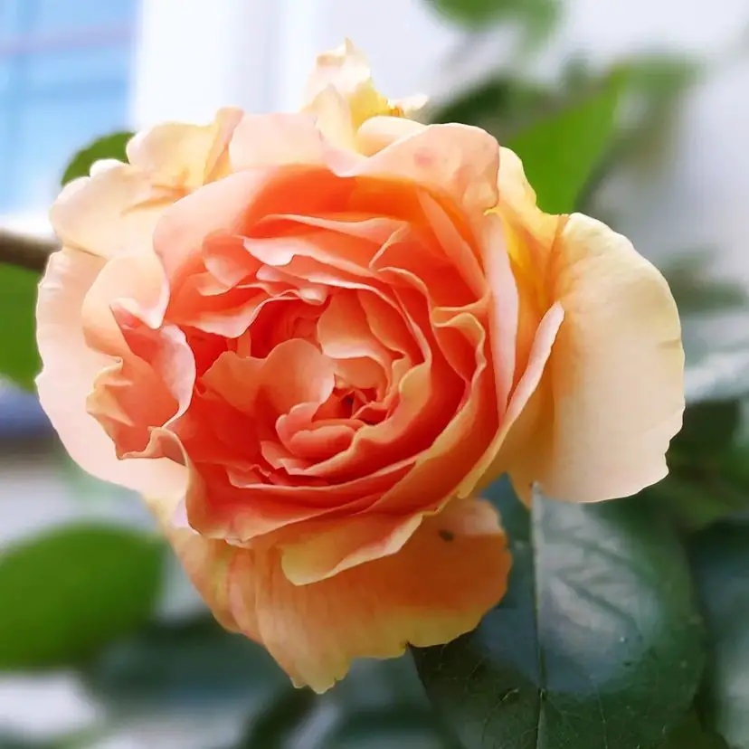 Top 13 Climbing Roses For Zone 9 SONG OF ROSES