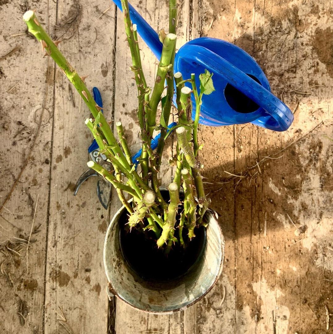 How To Grow Roses From Cuttings A Quick Guide SONG OF ROSES