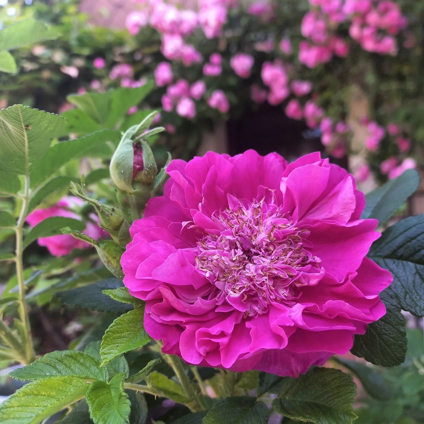 Rugosa Roses Varieties Care And More Song Of Roses