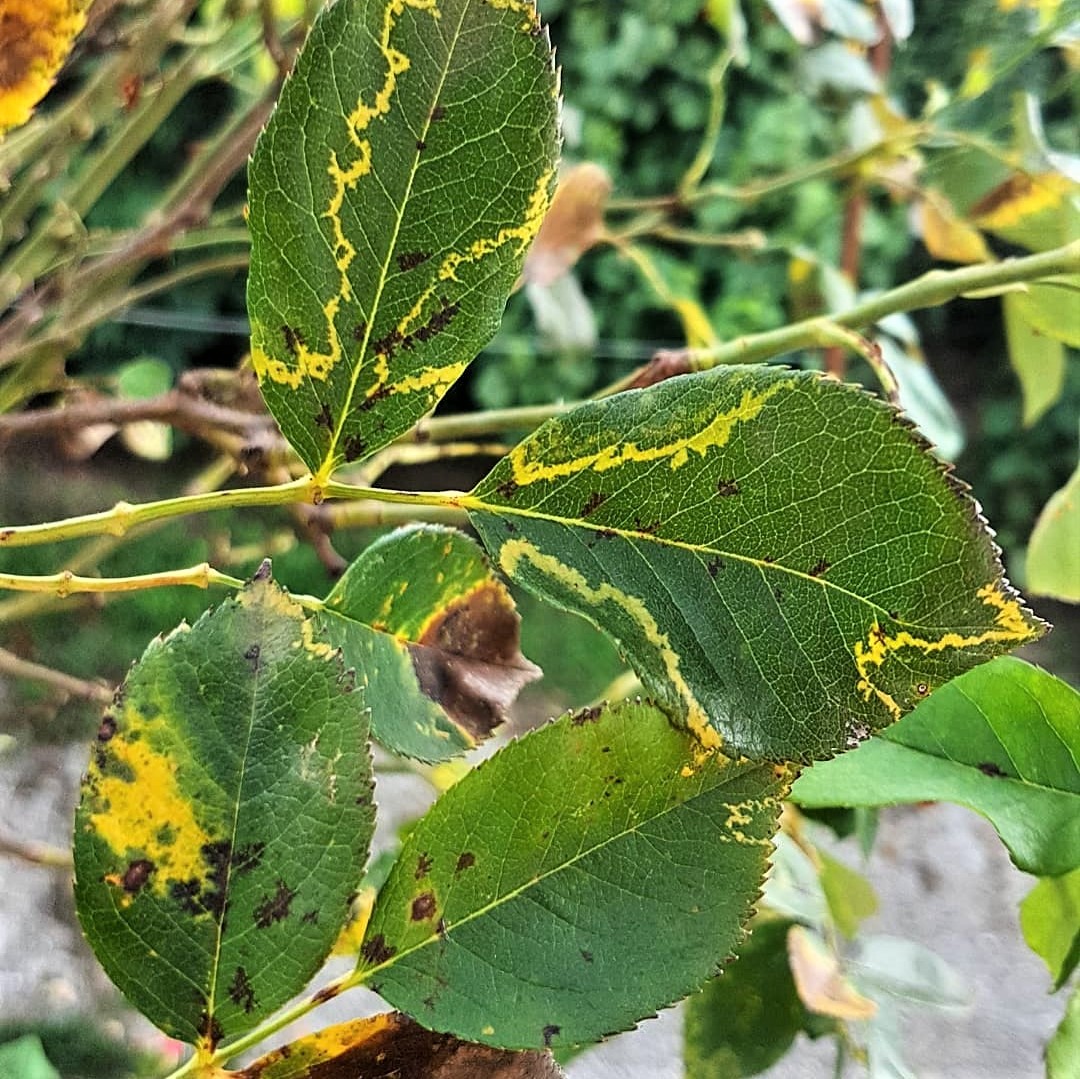 Rose Mosaic Virus - How To Identify & Treat - SONG OF ROSES