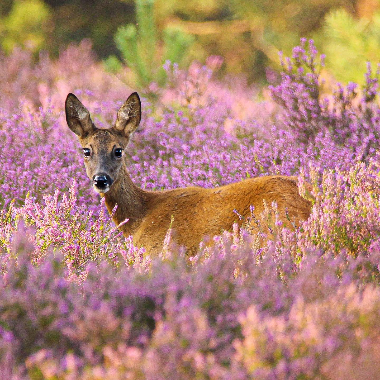 Do Deer Eat Roses? Tips For Protecting Your Garden SONG OF ROSES