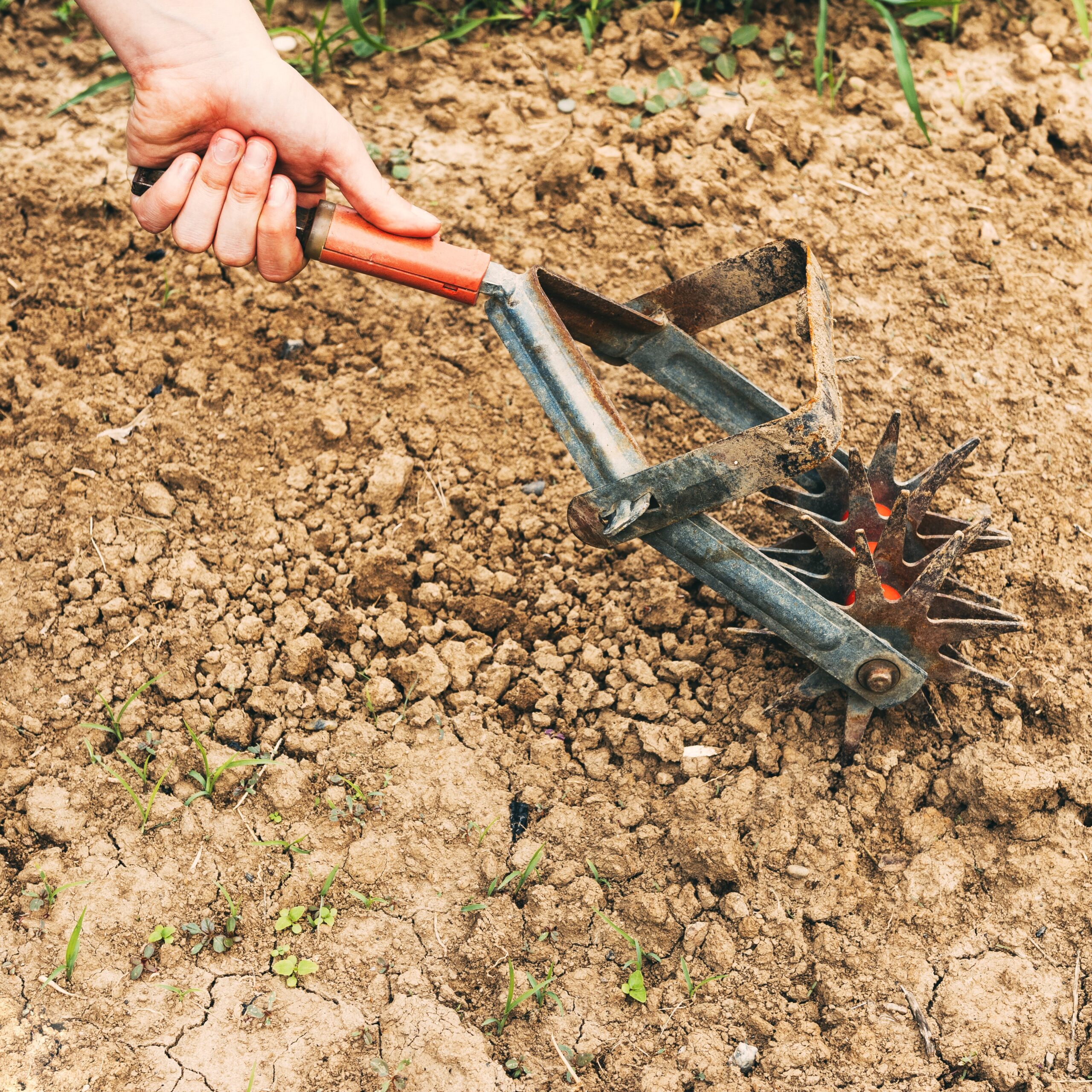 How to break down clay soil fast a quick easy guide song of roses