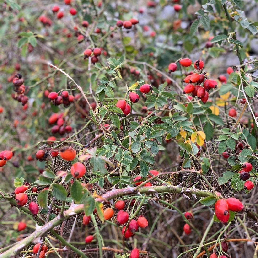 rose-hips-from-growing-to-harvest-and-uses-song-of-roses