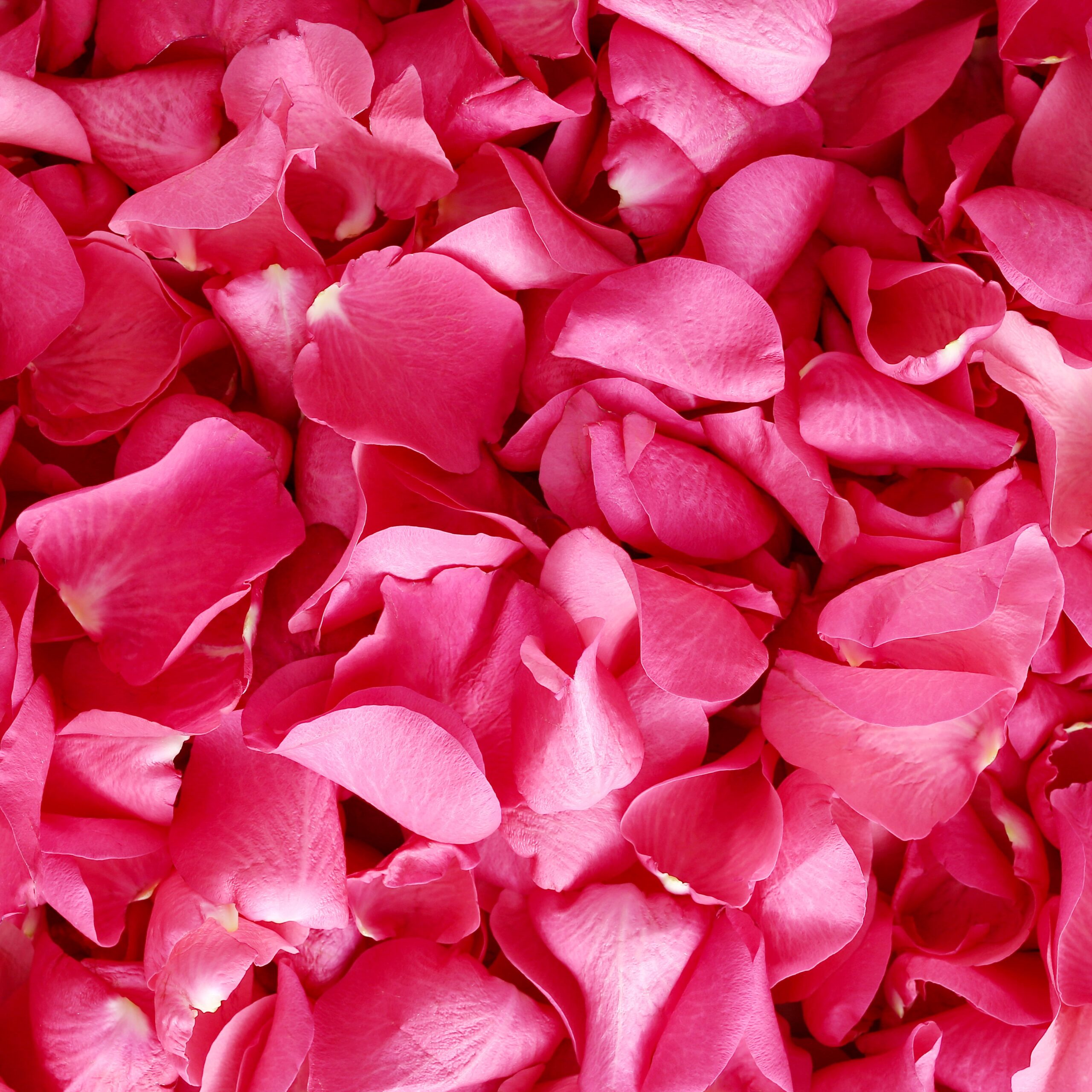 How To Preserve Rose Petals: A Step-by-Step Guide - SONG OF ROSES