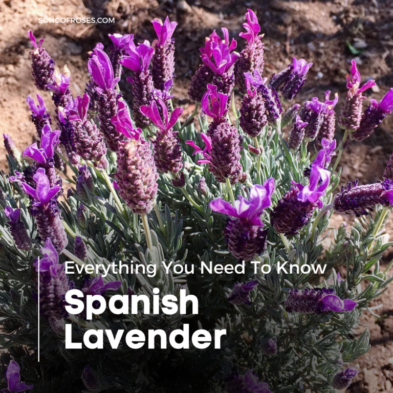 Spanish Lavender - Everything You Need To Know - Song Of Roses